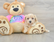 7 week old Maltipoo Puppy For Sale - Lone Star Pups