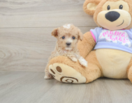 8 week old Maltipoo Puppy For Sale - Lone Star Pups