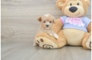 Little Malt Oodle Poodle Mix Puppy