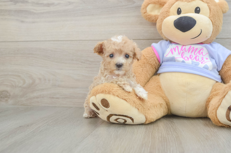 7 week old Maltipoo Puppy For Sale - Lone Star Pups