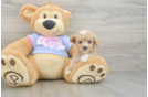 Happy Maltipoo Baby