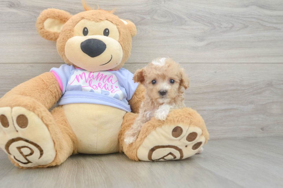 Happy Maltipoo Baby