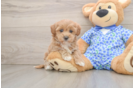 Hypoallergenic Multipoo Poodle Mix Puppy