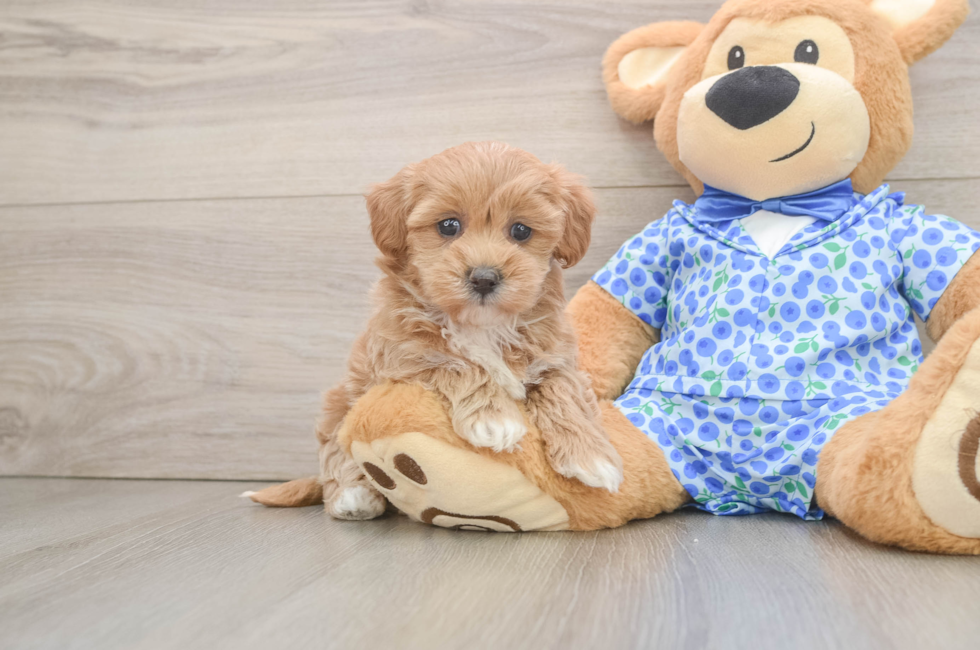 5 week old Maltipoo Puppy For Sale - Lone Star Pups