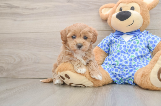 Hypoallergenic Multipoo Poodle Mix Puppy