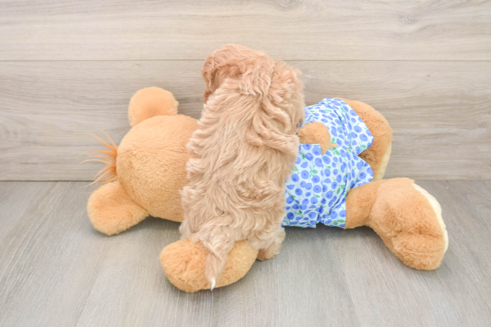Maltipoo Pup Being Cute