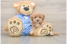 Popular Maltipoo Poodle Mix Pup