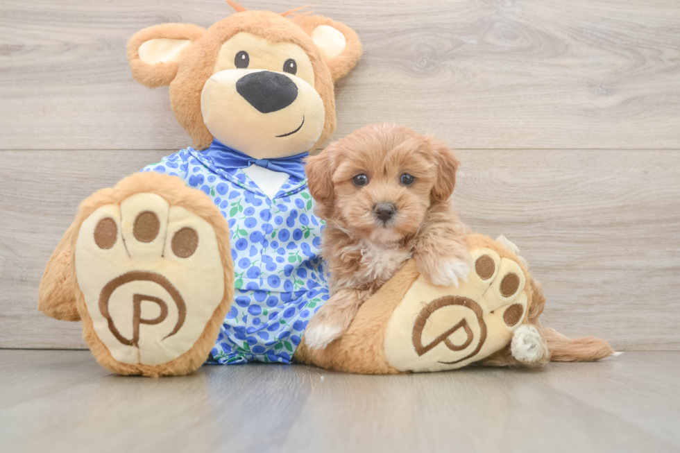 Popular Maltipoo Poodle Mix Pup