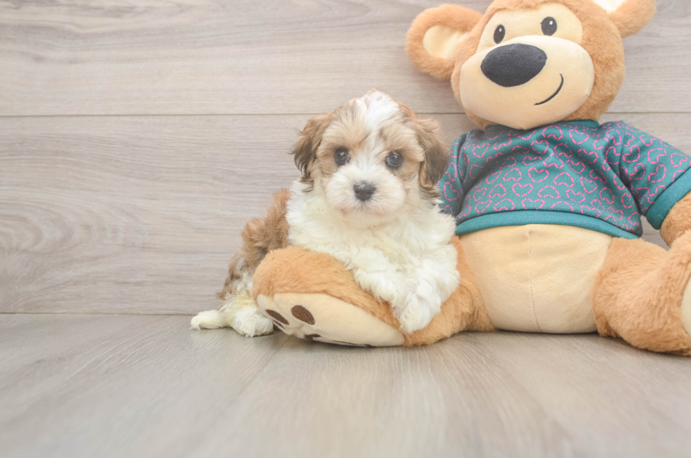5 week old Maltipoo Puppy For Sale - Lone Star Pups