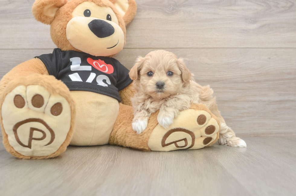 5 week old Maltipoo Puppy For Sale - Lone Star Pups
