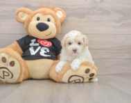 7 week old Maltipoo Puppy For Sale - Lone Star Pups