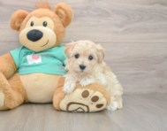 7 week old Maltipoo Puppy For Sale - Lone Star Pups
