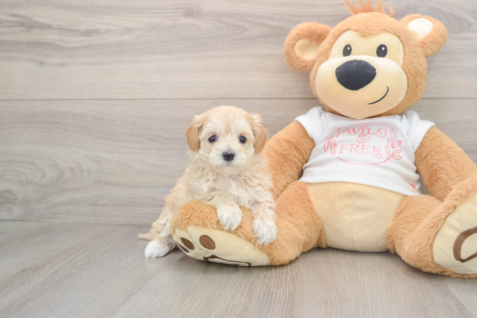 Small Maltipoo Baby