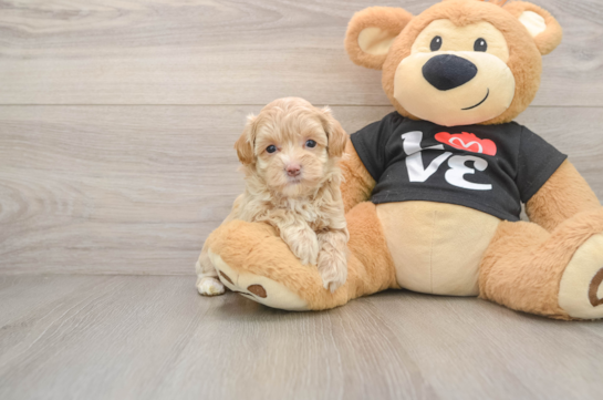 Best Maltipoo Baby