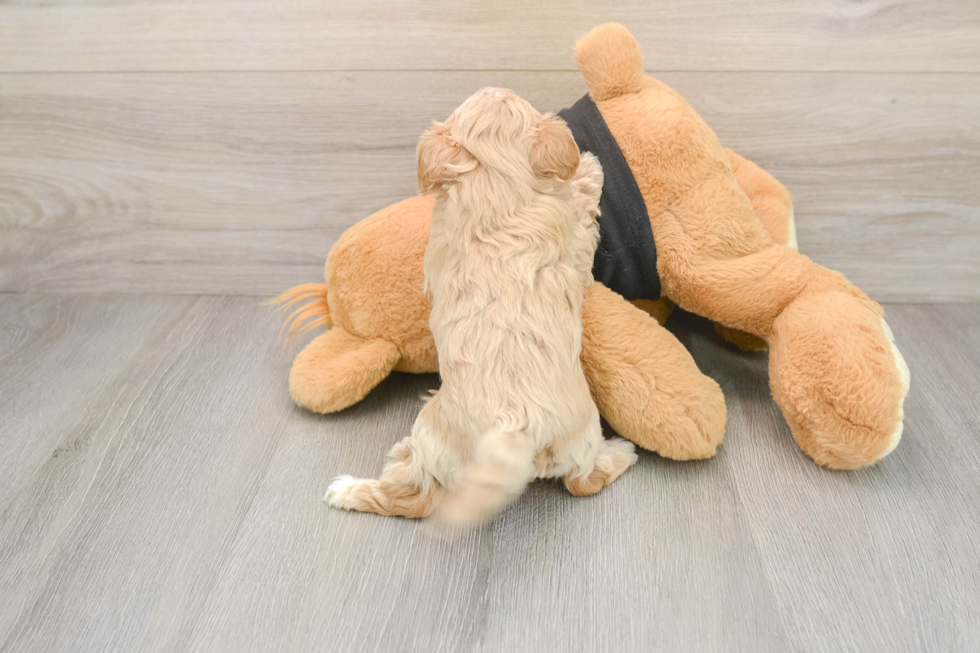 Cute Maltipoo Baby
