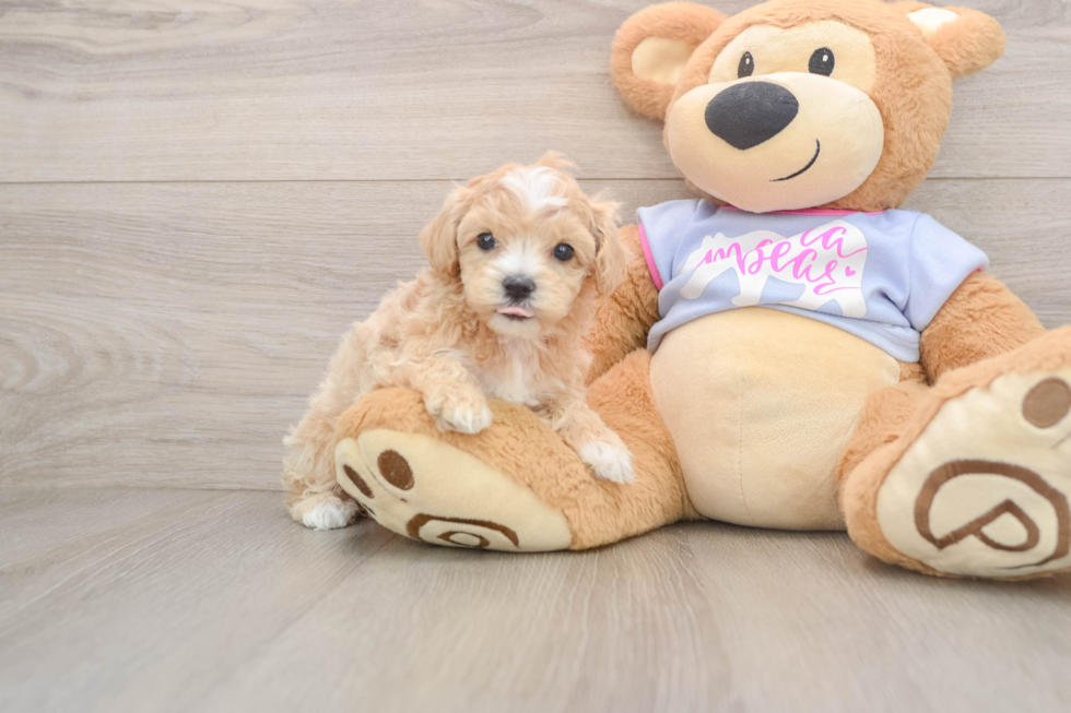 Hypoallergenic Maltepoo Poodle Mix Puppy