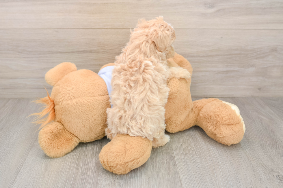 Maltipoo Puppy for Adoption