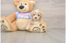 Petite Maltipoo Poodle Mix Pup
