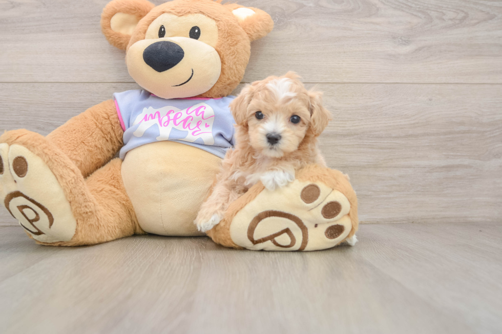 Petite Maltipoo Poodle Mix Pup
