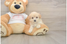 Little Multipoo Poodle Mix Puppy