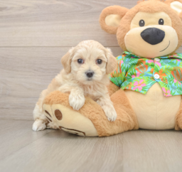 8 week old Maltipoo Puppy For Sale - Lone Star Pups