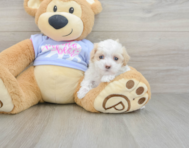 8 week old Maltipoo Puppy For Sale - Lone Star Pups