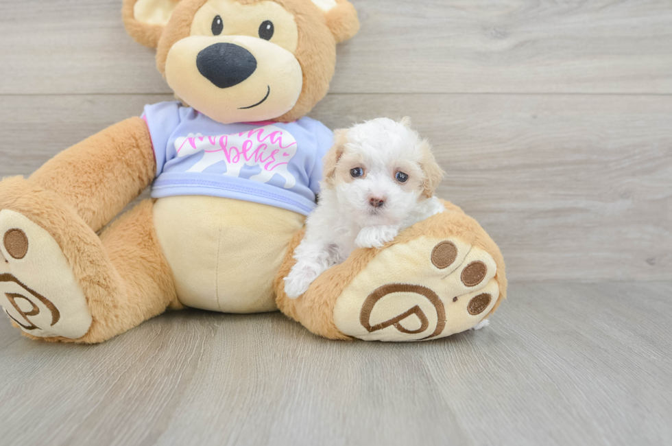 5 week old Maltipoo Puppy For Sale - Lone Star Pups