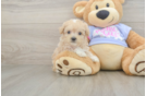 Maltipoo Pup Being Cute