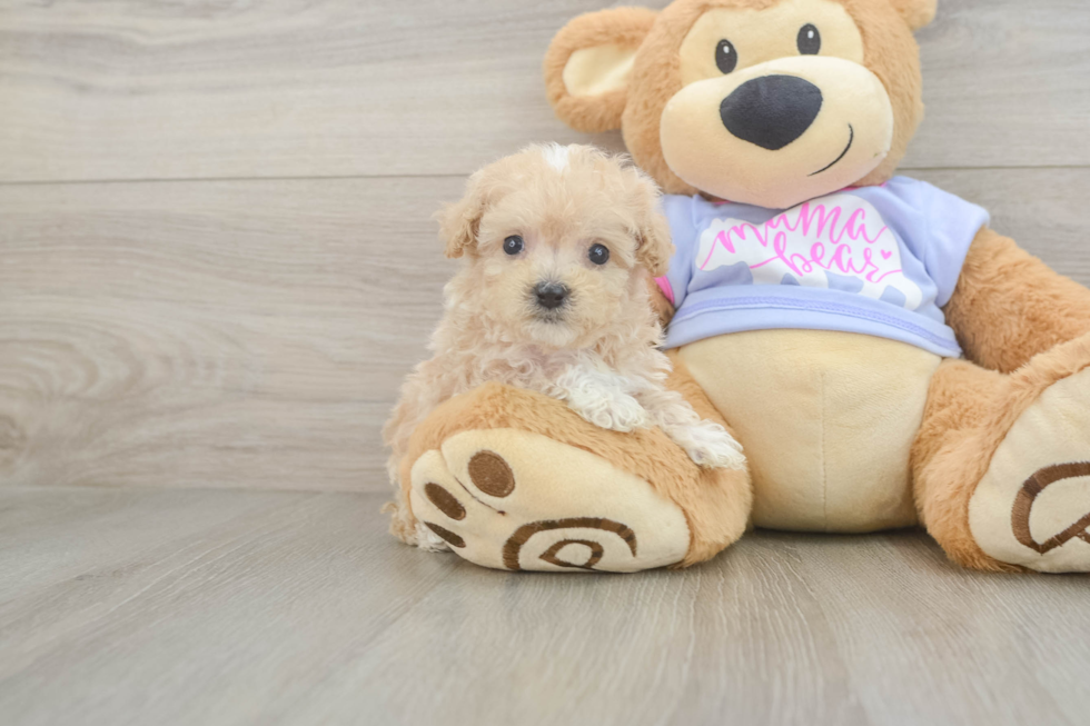 Maltipoo Pup Being Cute