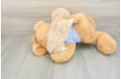 Popular Maltipoo Poodle Mix Pup