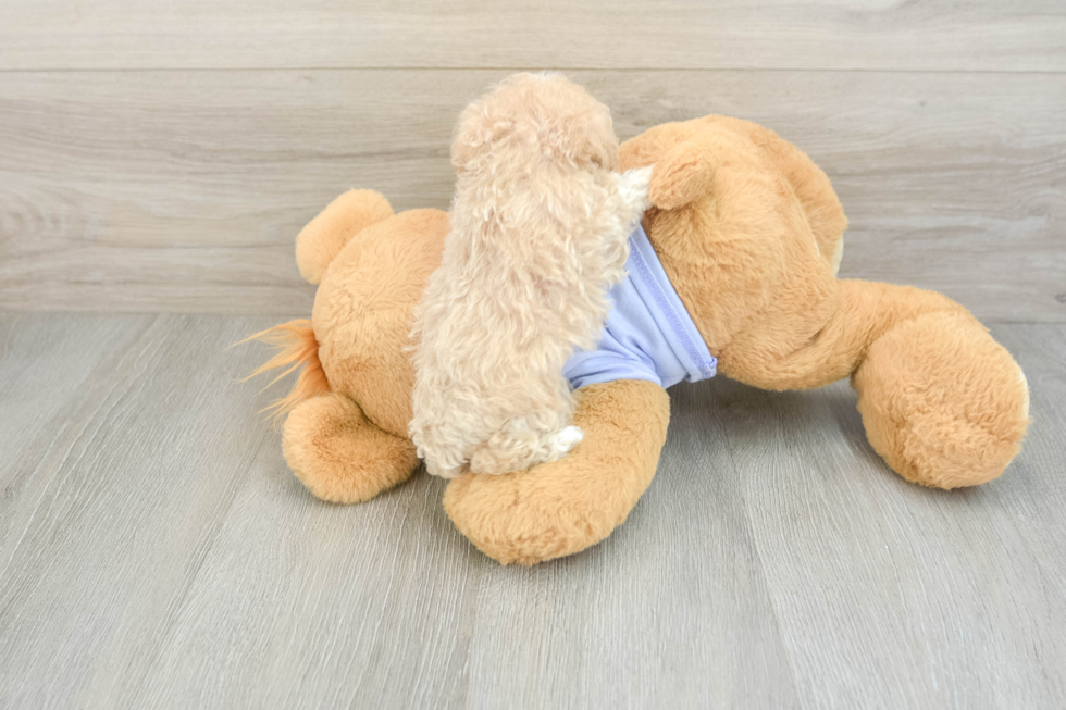 Popular Maltipoo Poodle Mix Pup