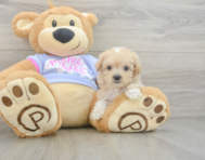 10 week old Maltipoo Puppy For Sale - Lone Star Pups