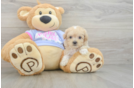 Best Maltipoo Baby