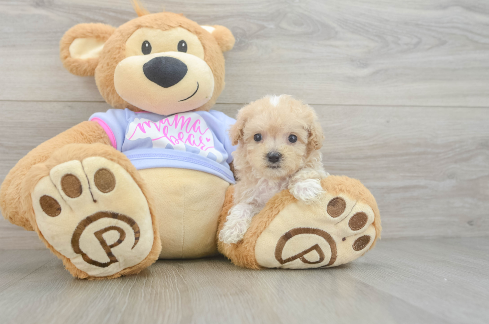 7 week old Maltipoo Puppy For Sale - Lone Star Pups
