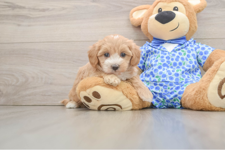 Funny Maltipoo Poodle Mix Pup