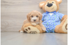 Funny Maltipoo Poodle Mix Pup