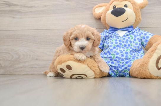 Funny Maltipoo Poodle Mix Pup