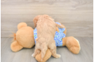 Small Maltipoo Baby
