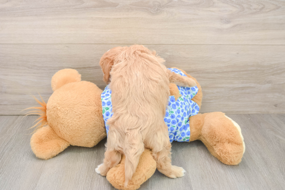 Small Maltipoo Baby