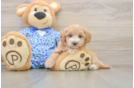 Popular Maltipoo Poodle Mix Pup