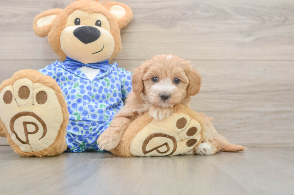 Popular Maltipoo Poodle Mix Pup