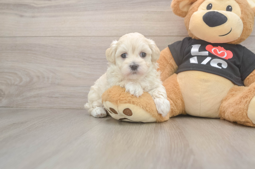 5 week old Maltipoo Puppy For Sale - Lone Star Pups