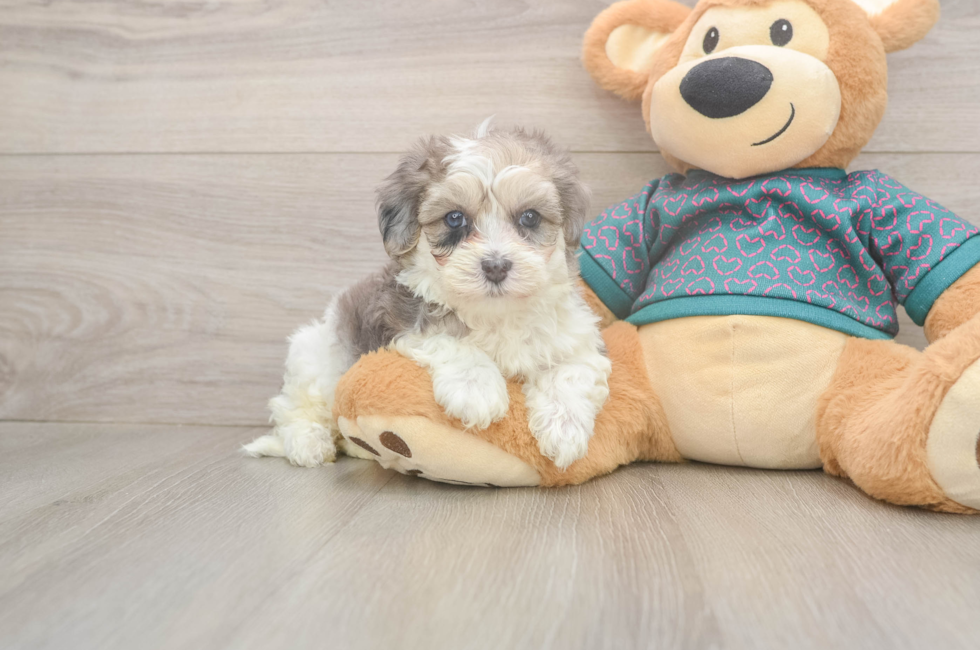 5 week old Maltipoo Puppy For Sale - Lone Star Pups