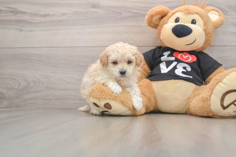 Popular Maltipoo Poodle Mix Pup