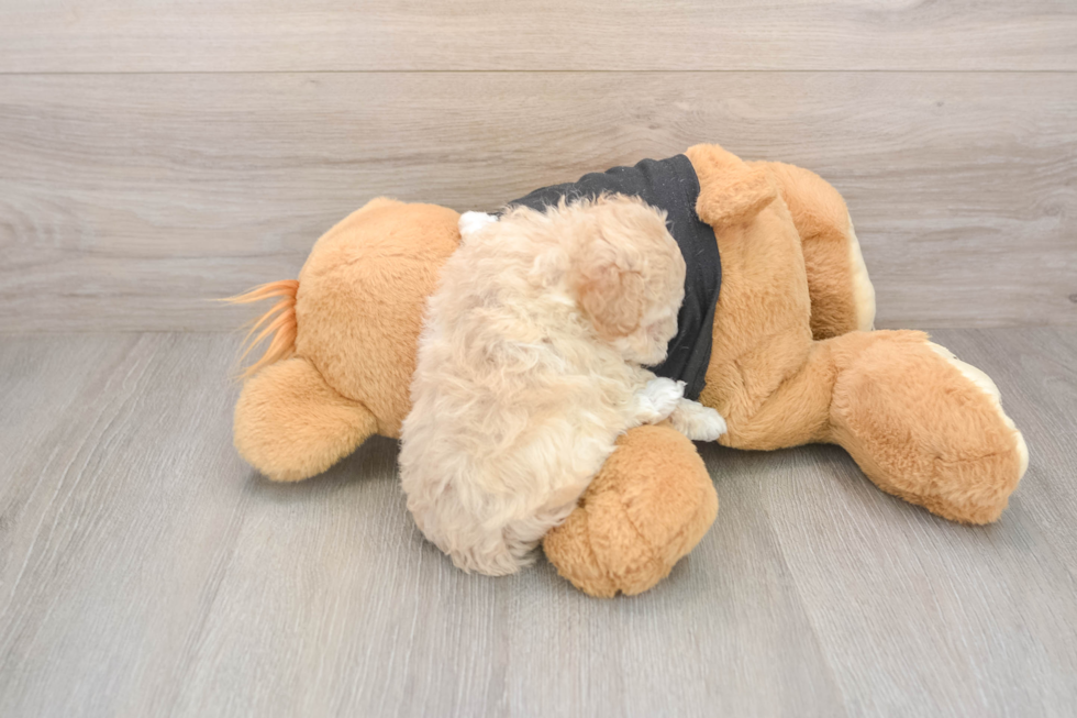 Friendly Maltipoo Baby