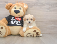 7 week old Maltipoo Puppy For Sale - Lone Star Pups