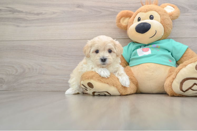 Maltipoo Pup Being Cute