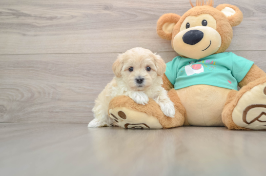 Maltipoo Pup Being Cute