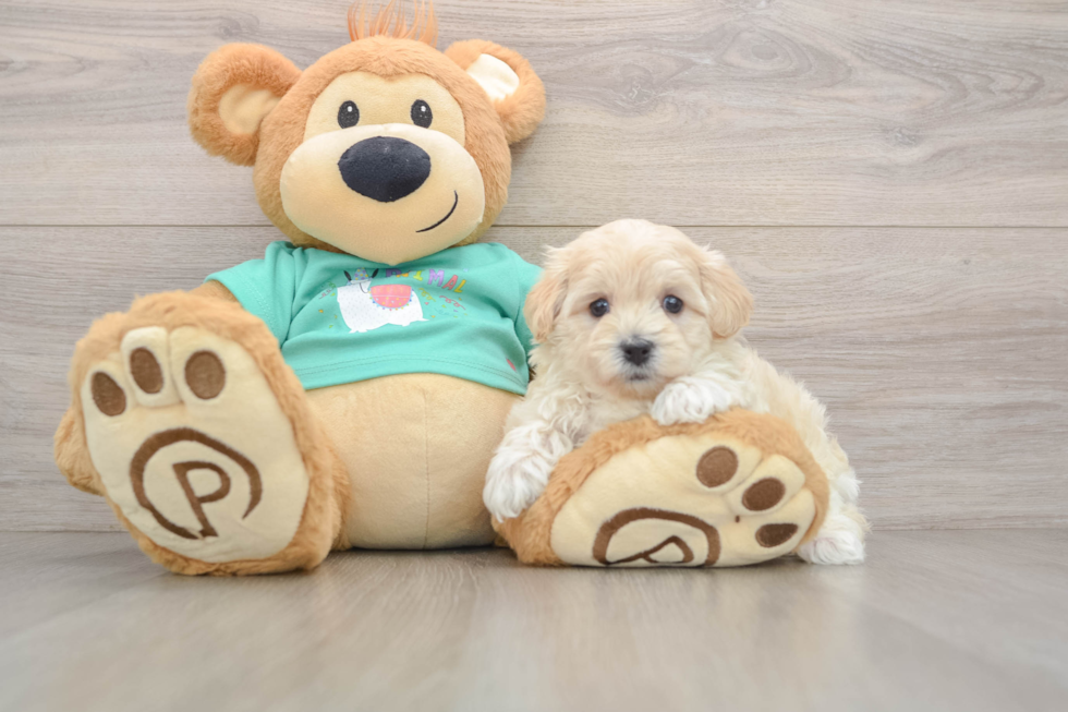 Little Maltidoodle Poodle Mix Puppy