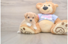Funny Maltipoo Poodle Mix Pup